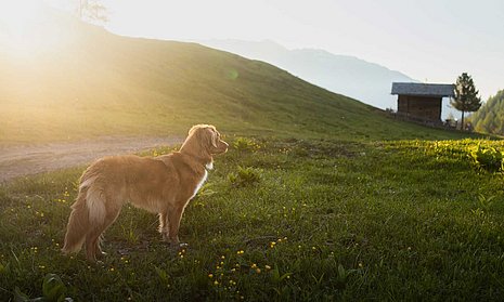 Hund vor Sonnenuntergang