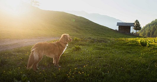 Hund vor Sonnenuntergang