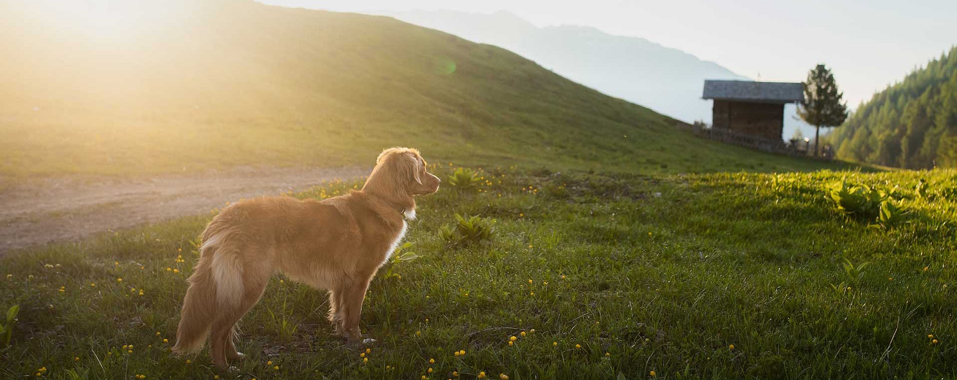 Hund vor Sonnenuntergang
