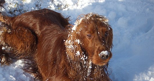 Urlaub mit Hund