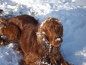 Urlaub mit Hund