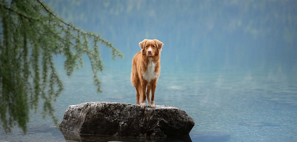Hund auf Fels am See