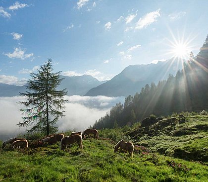 Bergpanorama Ötztal