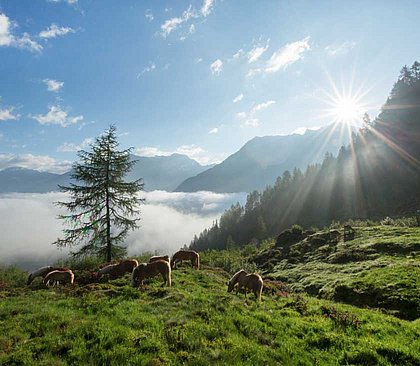 Haflinger auf der Alm