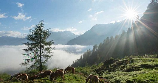 Haflinger auf der Alm