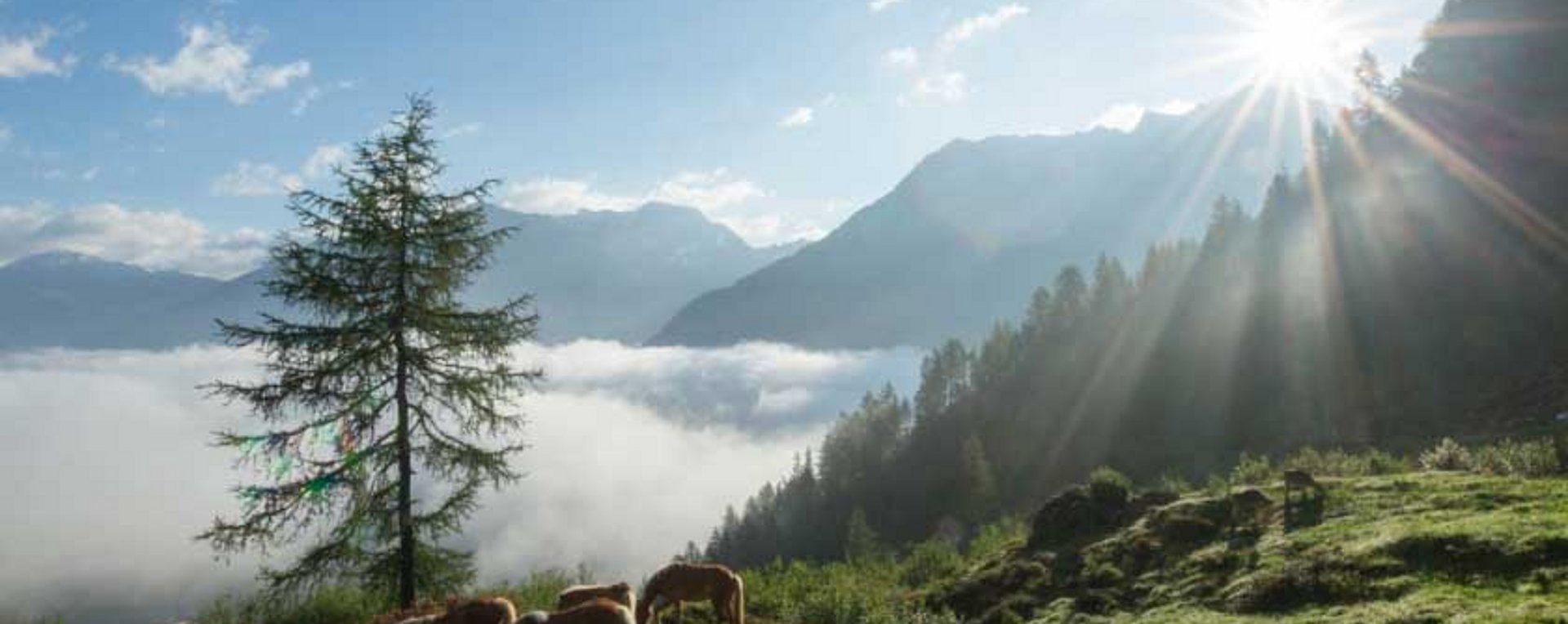 Haflinger auf der Alm