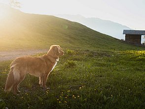 Hund auf Sommerwiese