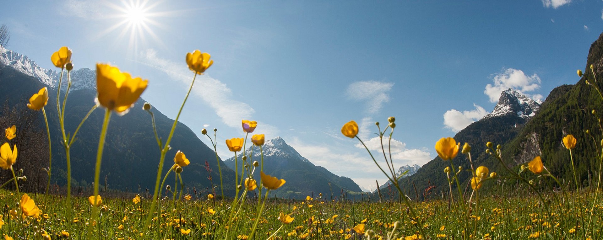 Wiese mit Blumen mit Blick auf den Gamskogel