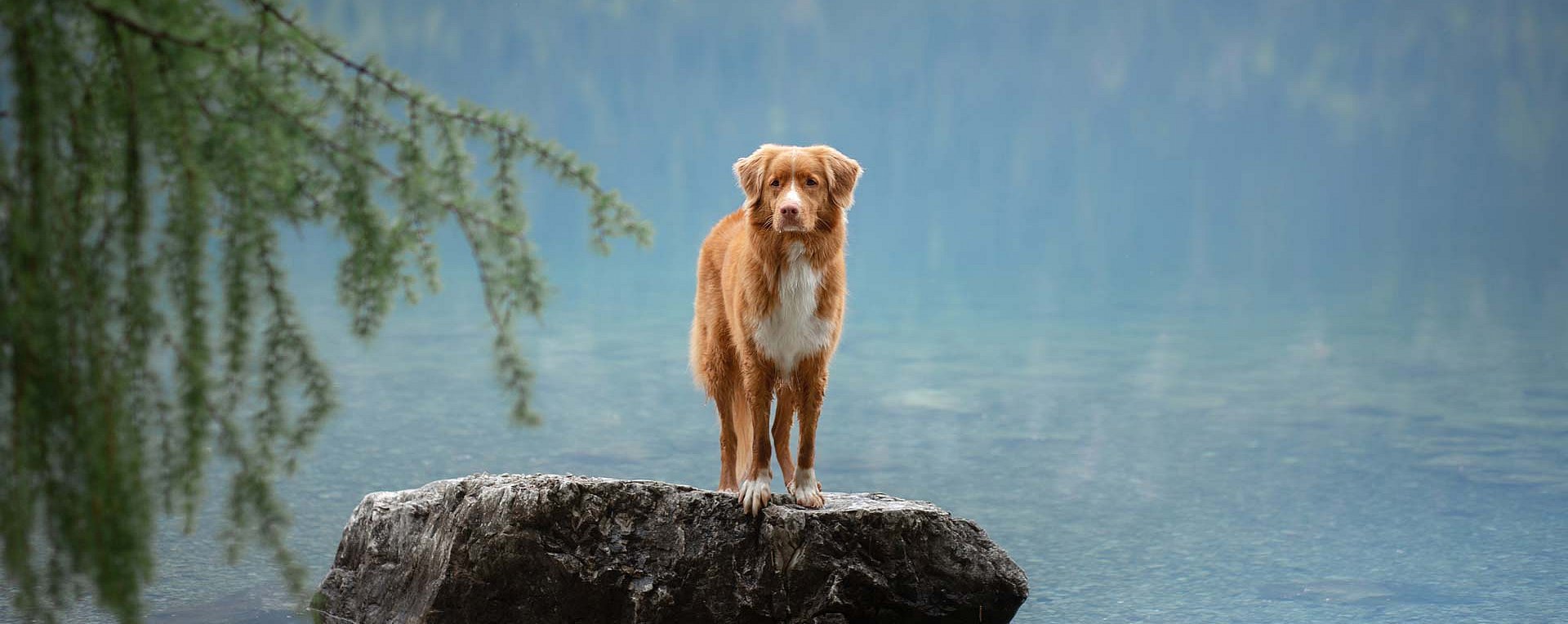 Hund am Stein am See