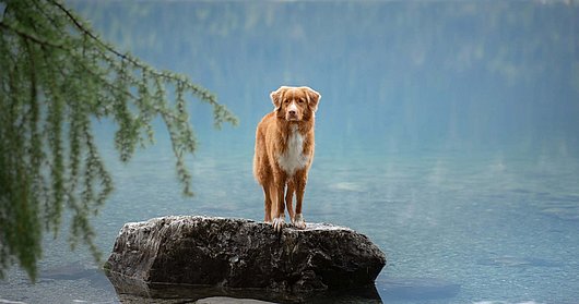 Hund am Stein am See
